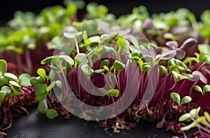 red radish sprouts in soil, microgreen closeup, AI generative