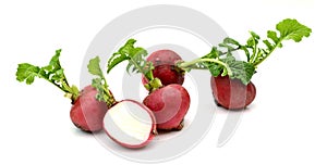 Red radish vegetable.