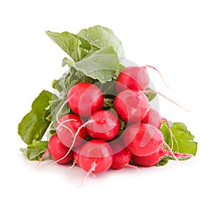 Red radish vegetable