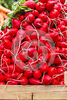 Red radishes background
