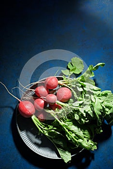 Red radishes freshly picked from the garden