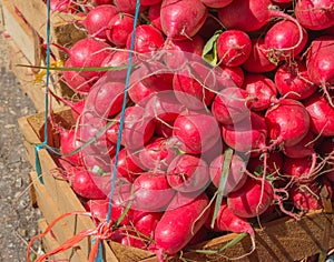 Red radishes at market