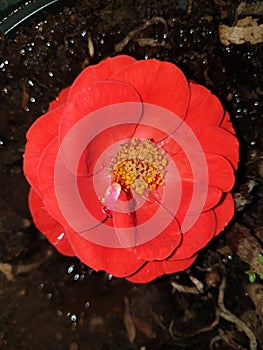 Red rainy rose 2