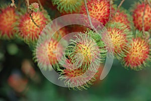 Red rambutan is growing at the garden