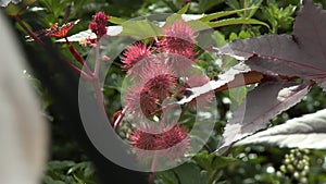 A Red Rambutan Plant