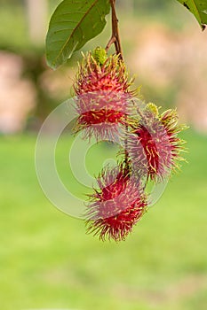 Red rambutan on rambutan tree ready to harvest. rambutan sweet delicious fruit.background of fresh Thai rambutans. red and green.