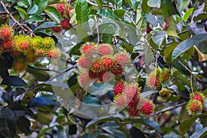 Red rambutan on rambutan tree ready to harvest. rambutan sweet delicious fruit.background of fresh Thai rambutans. red and green.