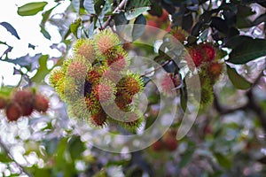 Red rambutan on rambutan tree ready to harvest. rambutan sweet delicious fruit.background of fresh Thai rambutans. red and green.