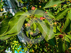 A bunch of red Ranet on a branch. Background of red Ranet. photo