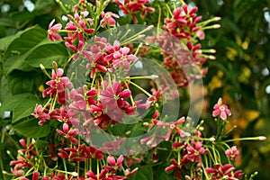 Red Rangoon Creeper Flowers. Quisqualis indica. Combretum indicum. Chinese honeysuckle.