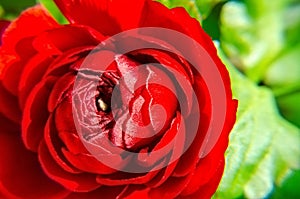 Red Ranunculus Asiaticus, Closeup. Macro Flowers, selective focus. Persian buttercup