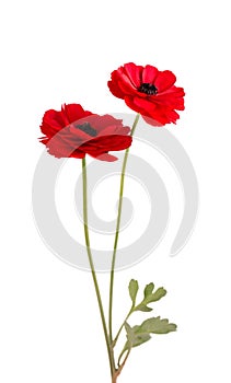 Red ranunculus asiaticus flower isolated on white background. Persian buttercup. Beautiful summer flowers.