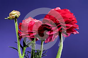 Red ranunculus flower on a blue background