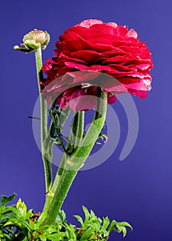 Red ranunculus flower on a blue background