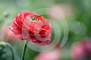 Red Ranunculus flower on blurry background with copy space