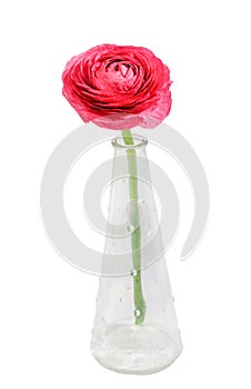 Red Ranunculus flower, Ranunculaceae family. Genus include the buttercups, spearworts, and water crowfoots photo