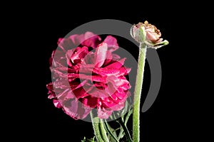 Red ranunculus flowers on a black background