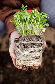 Red ranunculus roots