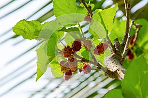 Red rasberries on the tree and sunlight on leaves.