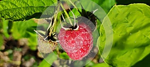 Red rasberry fruit, plant