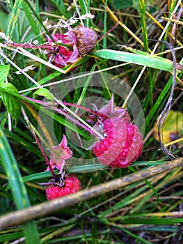 Red rasberry garden berries summer day