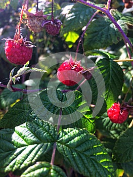 Red rasberry garden berries summer day