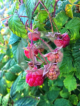 Red rasberry garden berries summer day