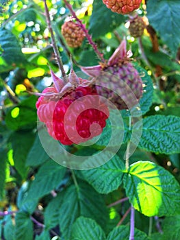 Red rasberry garden berries summer day