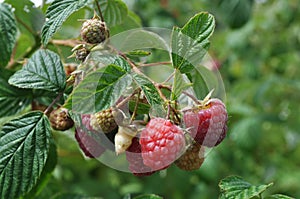 Red Raspberries photo