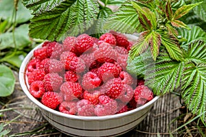 Red raspberries in bowl, with green leaves