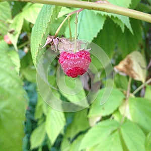 Red raspberries on branch of bush