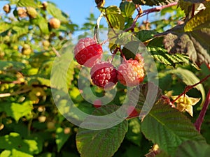 Red raspberries on a branch in the garden