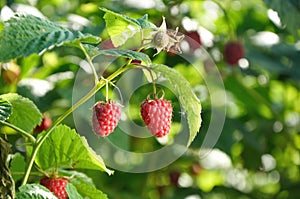 Red raspberries on the branch