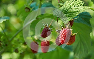 Red raspberries on the branch