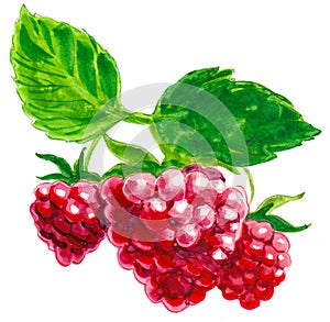 Red raspberries on a branch