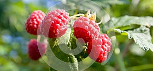 Red raspberries fruits ripening