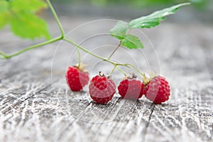 The red raspberries in the garden