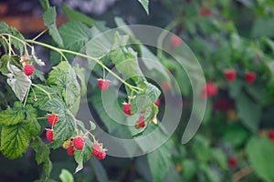 Red raspberries in the garden in the summer