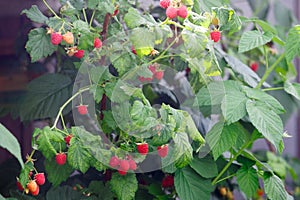 Red raspberries in the garden in the summer