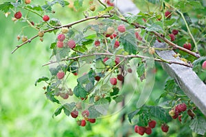 Red raspberries in the garden in the summer