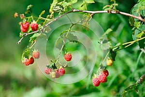 Red raspberries in the garden in the summer