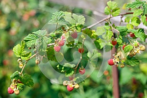 Red raspberries in the garden in the summer