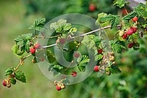Red raspberries in the garden in the summer