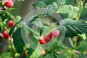 Red raspberries in the garden in the summer