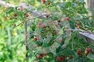 Red raspberries in the garden in the summer