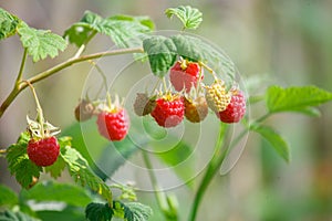 Red raspberries in the garden in the summer