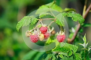 Red raspberries in the garden in the summer