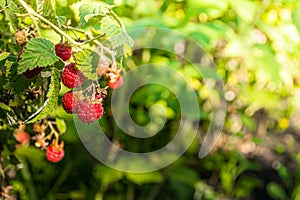 Red raspberries on green branches in sunny summer garden. Harvest fruits for dessert