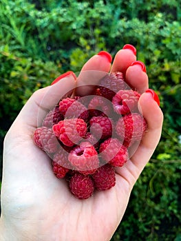 red raspberries on her palm a girl holds in the garden photo