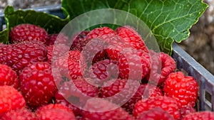 Red Raspberries in plastic case